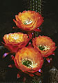 Flower group of the nocturnal Echinopsis hybrig 'Apricot Glow'.