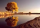 Autumn cottonwood tree reflected in pool by Rio Grande River - November, 2000