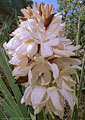 A large cluster of flowers of the Yucca bacatta, lower route toIndian Hollow.