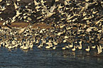Snow Geese begin their flight to feeding areas.