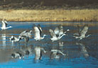 Sandhill Cranes take to the air, reflected in a quiet pond.
