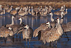 In early morning, a group of Sandhill Cranes stand in a nearly frozen pond..
