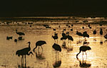 Sandhill Cranes in silhouette at the final light of evening.