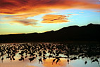 Sunset, colorful clouds, and cranes at Bosque del Apache.