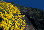 Brittlebush in flower among the lava flows on Ajo Drive.