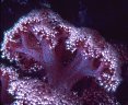 Soft blue-purple soft coral with maroon spicules, Astrolabe Reef, Kandavu, Fiji.
