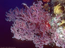 A burgandy soft coral with sea fans on a near-vertical wall at Kandavu, Fiji