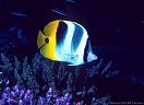 Pig-faced butterfly fish over finger coral, Kandavu, Fiji