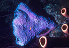 Iridescent purple sponge and brown sponges, Morat Island, Bay Islands, Honduras