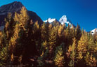 Larches, and in the background Mount Assiboine, Mount Assiniboine Provencial Park.