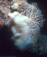 White sponge and white lace coral, Eden Caves, Grand Cayman Island, BWI