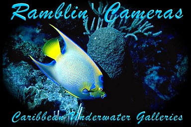 Queen Angelfish by Coral Head - Grand Cayman Island