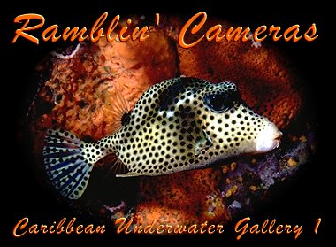 Boxfish by Orange Sponge - West Bay, Grand Cayman Island