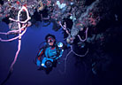 Scuba diver beneath overhang, with finger sponges, Half Moon Bay, Roatan
