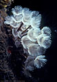 Large group of white fan worms, Hog Islands, (Cayos Cochinos), Honduras