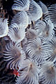 Detail of fan worm colony, Hog Islands, (Cayos Cochinos), Honduras