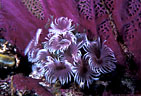 Purple fan worms and sea fan, Little Cayman Island, BWI