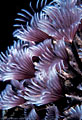 Cluster of purple fan worms, Balboa Wreck, Grand Cayman Island, BWI
