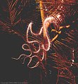 Brittle star on branch of deep-water black coral tree, Jackson Bay, Little Cayman Island