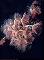 Fan worm cluster on finger sponge, Roatan, Bay Islands, Honduras
