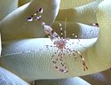 Cleaner shrimp Periclimenes yucatanicus on anemone,  Little Cayman Island, BWI