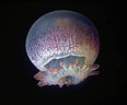 Cannonball jellyfish, coastal waters off Trujillo, Honduras