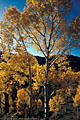 Aspens iside lit by a late sun, off the road to East Dallas Creek.