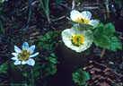 Marsh marigold and globe flower on the Blue Lakes Trail in Sneffels Wilderness Area.