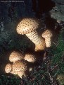 This toxic mushroom, Pholiota squarrosa, we often encountered along the Blue Lakes Trail.