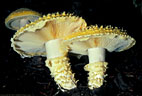 The mushroom Floccularia (Armillaria) albolanaripes was an unusual encounter along the Blue Lakes Trail.