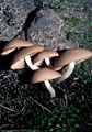 Small mushroom group (Lactarius sp ?), Blaine basin Trail.