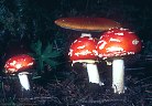 A group of 'Fly Agaric' mushrooms (Amanita muscaria); toxic, but colorful.