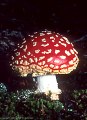The Amanita Muscaria, certainly one of the most photogenic of mushrooms., Blaine Basin Trail