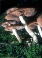 Attractive mushroom (Lactarius ?) in moss, Blue Lakes Trail