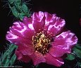 A large flower of the imbricata cholla contrasts surprisingly with its spiny branches.