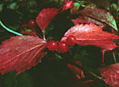 Low bush cranberries in fall colors, Lakeside Trail, Emerald Lake, Yoho National Park.