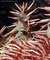 Small blenny(?) on Crown of Thorns Starfish, Isla San Pedro Nolaso, Sea of Cortez.