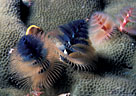 Multicolored christmas tree worms (Serpulids), Marion Reef, Coral Sea, Australia