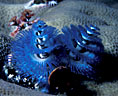 Blue  Christmas tree worm, one of many on a single coral mound. Astrolabe Reef, Kandavu, Fiji