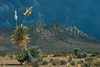Mammalata clouds and old elata yucca, western foothills of Organ Mountains.
