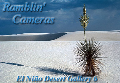 The Great Chihuahuan Desert 1 - El Nino Desert Gallery 6