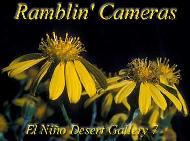 The Great Chihuahuan Desert 2 - El Nino Desert Galleries VII
