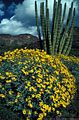 Clump of yellow brittlebush and organ pipe cactus, Ajo Mountain Drive