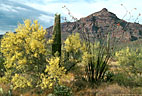 Palo verde in blossom along Ajo Mountain Drive, Organ Pipe National Monument, Arizona