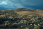 Stand of desert primrose in the Algodones Sand Dunes of eastern California