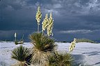 Soap tree yuccas bloom under threatning skies, White Sands National Monument, New Mexico