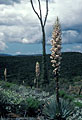 Stormy skies with cirios and blooming yuccas near Rancho Arenoso.