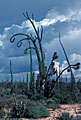Stormy skies, cirios, and yucca validas, Punta Prieta, Baja California Norte