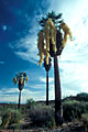 A fortunate El Nino year indeed, when Baja California's blue palms bloom. 