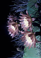 Flowers of the night blooming senita cactus.
